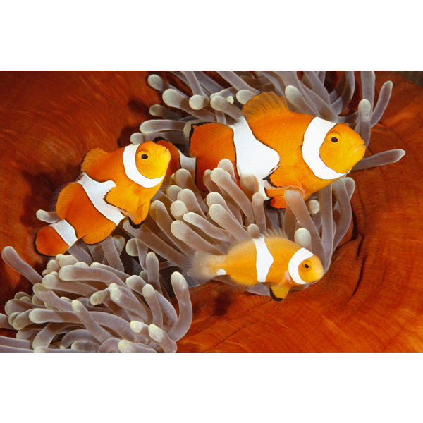 House of Hampton Clownfish Family Wayfair.co.uk